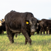 Filet de bœuf Angus entier 1 5 2 5kg Carré de Boeuf Rungis